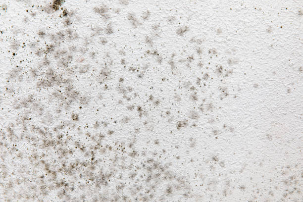 Best Mold Documentation for Insurance Claims  in Stoneville, NC