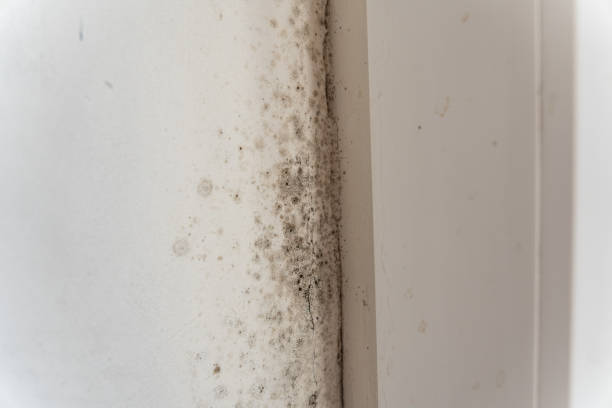 Best Basement Mold Removal  in Stoneville, NC