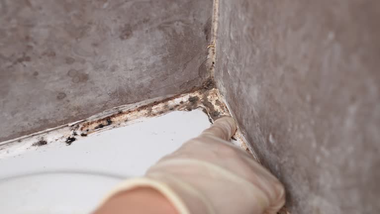 Best Mold Prevention Services  in Stoneville, NC